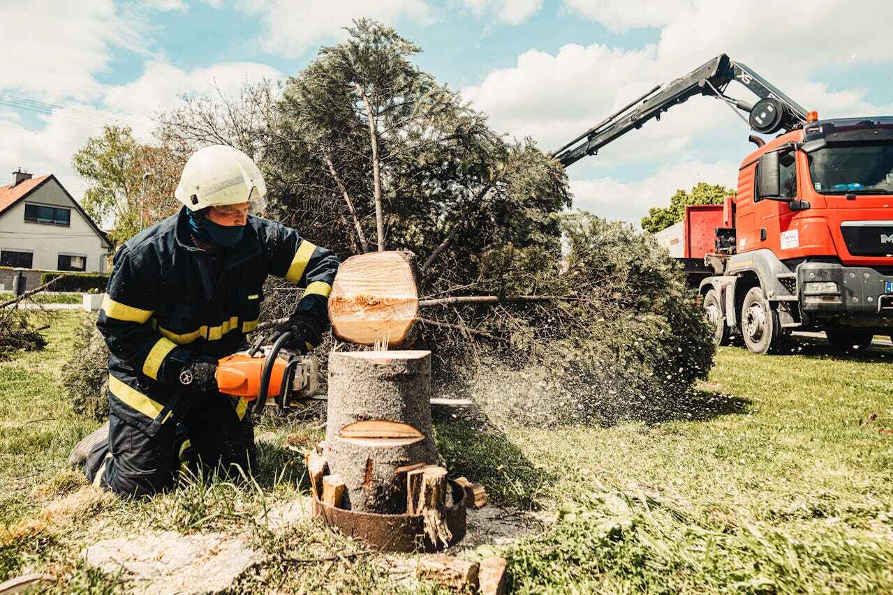 The Steps Involved in Our Tree Care Process in Temecula, CA